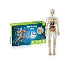 Load image into Gallery viewer, 🫀3d Human Body Torso Model for Kid Anatomy Model Skeleton🩺