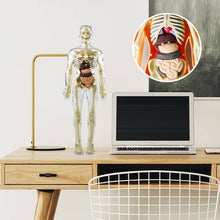 Load image into Gallery viewer, 🫀3d Human Body Torso Model for Kid Anatomy Model Skeleton🩺
