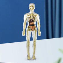 Load image into Gallery viewer, 🫀3d Human Body Torso Model for Kid Anatomy Model Skeleton🩺