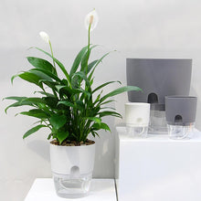 Load image into Gallery viewer, Self-watering Eco Pot