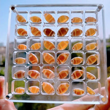 Load image into Gallery viewer, Acrylic Magnetic Seashell Display Box