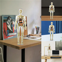 Load image into Gallery viewer, 🫀3d Human Body Torso Model for Kid Anatomy Model Skeleton🩺