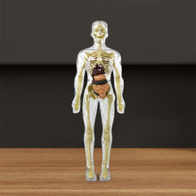 Load image into Gallery viewer, 🫀3d Human Body Torso Model for Kid Anatomy Model Skeleton🩺