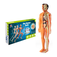 Load image into Gallery viewer, 🫀3d Human Body Torso Model for Kid Anatomy Model Skeleton🩺