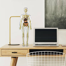 Load image into Gallery viewer, 🫀3d Human Body Torso Model for Kid Anatomy Model Skeleton🩺