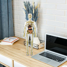 Load image into Gallery viewer, 🫀3d Human Body Torso Model for Kid Anatomy Model Skeleton🩺