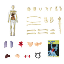 Load image into Gallery viewer, 🫀3d Human Body Torso Model for Kid Anatomy Model Skeleton🩺