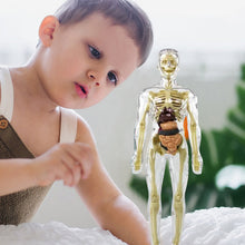 Load image into Gallery viewer, 🫀3d Human Body Torso Model for Kid Anatomy Model Skeleton🩺