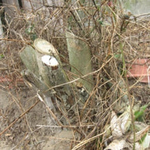 Load image into Gallery viewer, High-Powered Grass Cutter 7" 9" Chain Saw Teeth
