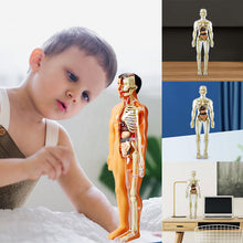Load image into Gallery viewer, 🫀3d Human Body Torso Model for Kid Anatomy Model Skeleton🩺